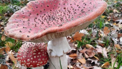 Sprookjesachtige vondst aan de Roodzwenk in Eemnes
