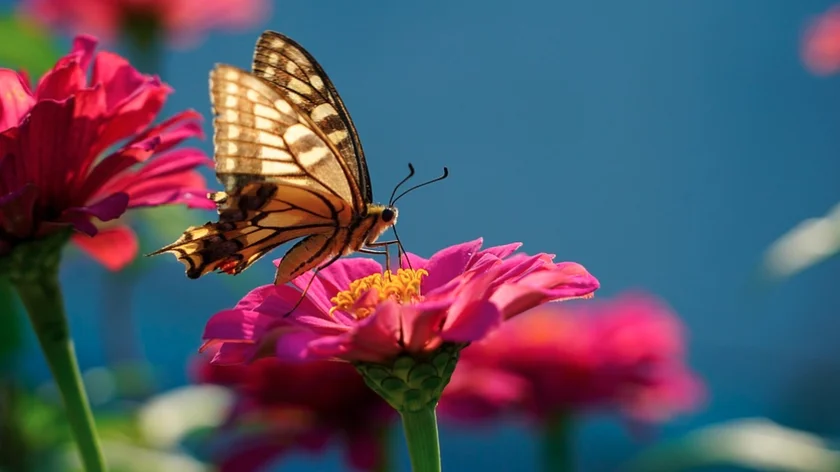 Groenclubs organiseren biodiversiteitsavond over vlinders