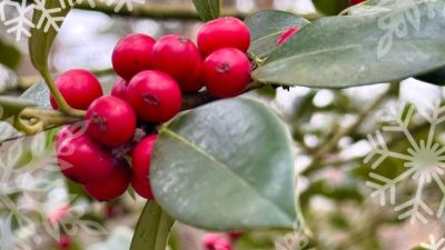 Heel fijne Kerstdagen!