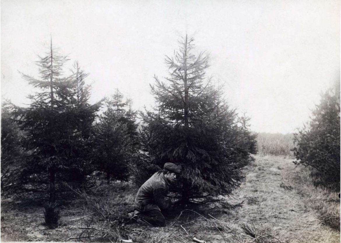 Kerstbomen rooien…