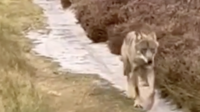 Baarnse natuurfotograaf kreeg de nu afgeschoten wolf Bram 2 jaar geleden op Larense hei onder ogen