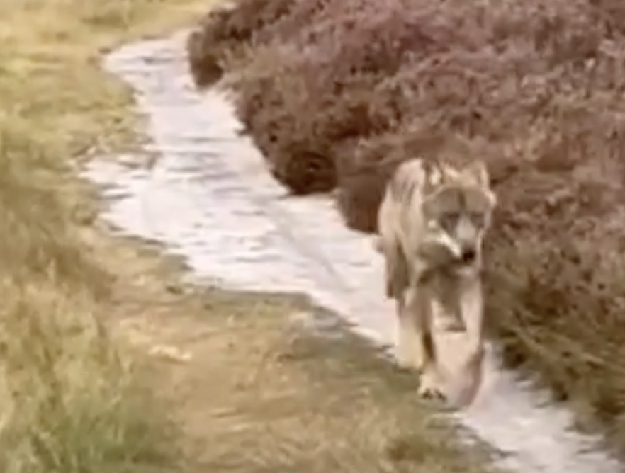 Baarnse natuurfotograaf kreeg de nu afgeschoten wolf Bram 2 jaar geleden op Larense hei onder ogen
