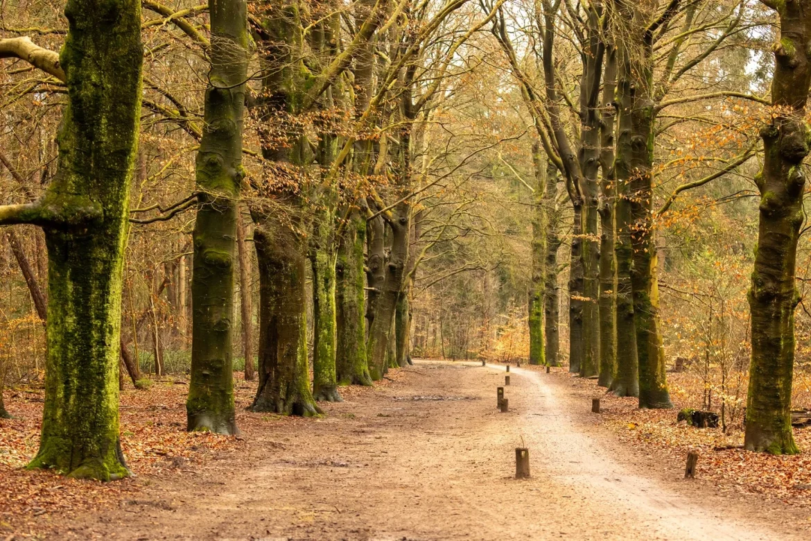 GNR column: Dwalen door het woud