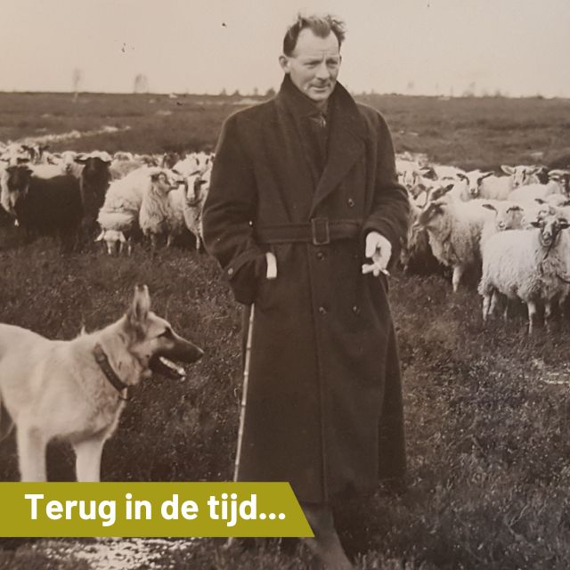 Herderin Rozenn verzamelt ansichtkaarten uit jaren ’60 van schaapskooi en kudde