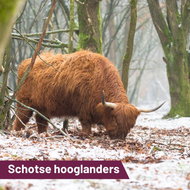 Schotse Hooglanders