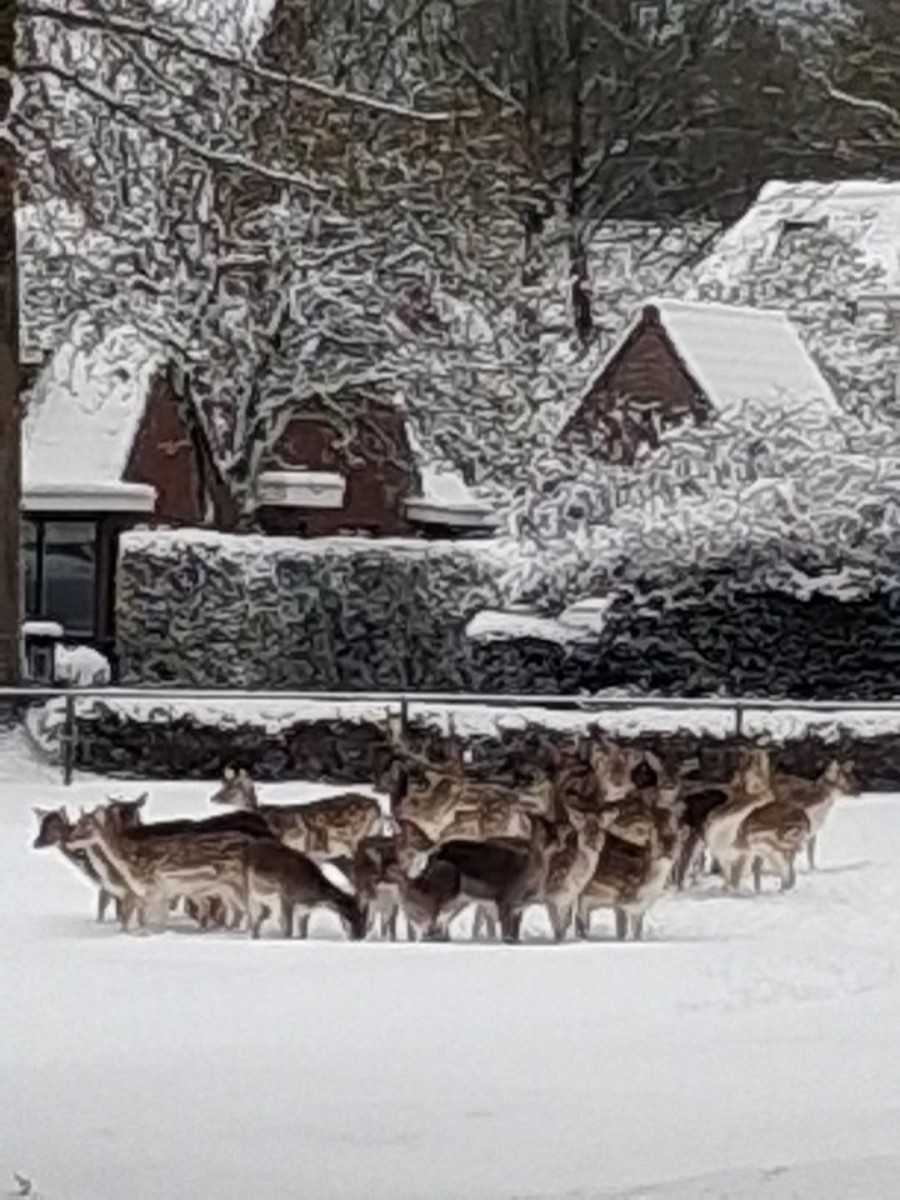 Dichtopeen in de winterkou…