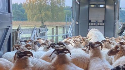 Schaapskudde met zwangerschapsverlof