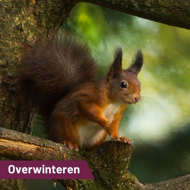 Overwinteren…