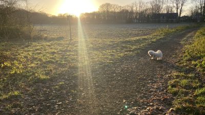 Maandag:2223x bekeken +Top 10 meest gelezen berichten