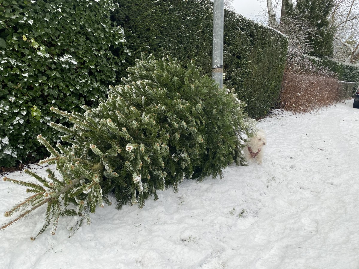 Kerstbomen inleveren in Eemnes uitgesteld door gladheid
