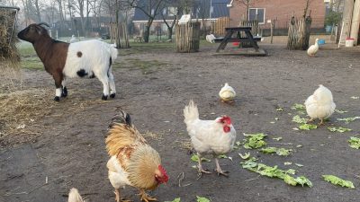 Woensdag:2729x bekeken +Top 10 meest gelezen berichten