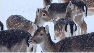 Heel bijzonder…de fotografie van Bob Does