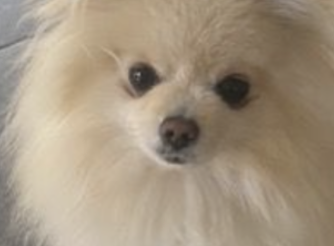 Nog steeds geen nieuws over vermiste  Bobbie…