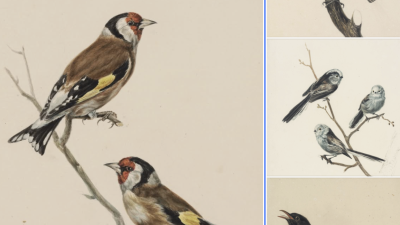 Nationale Tuinvogeltelling