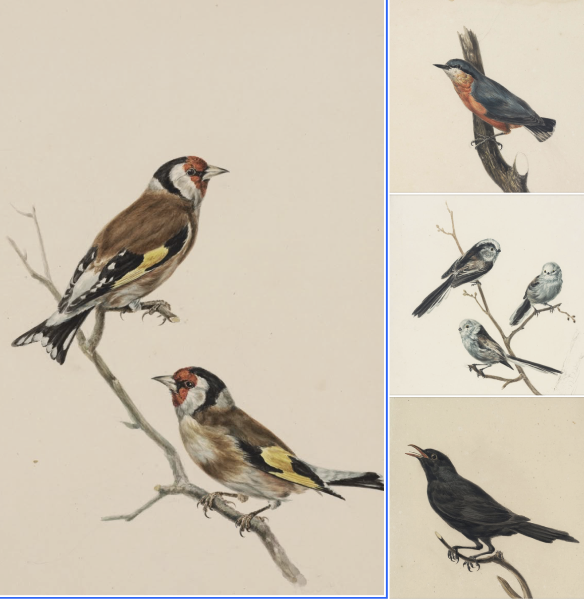 Nationale Tuinvogeltelling