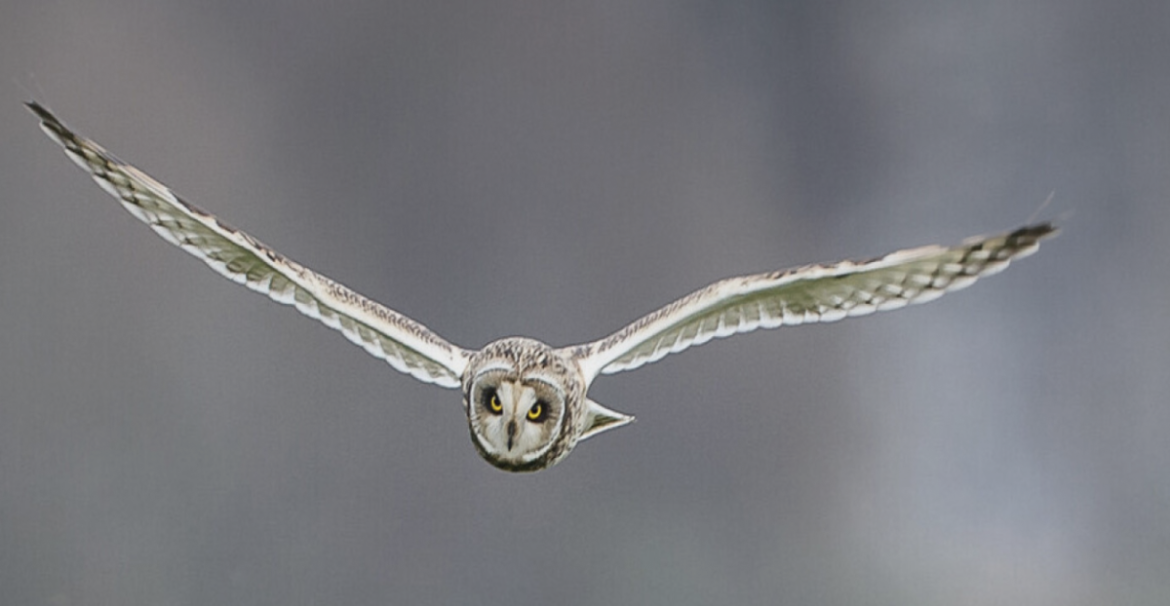 Top 5 uilen om te spotten in Noord-Holland