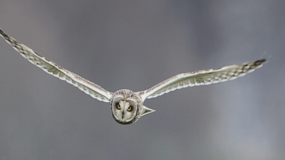 Top 5 uilen om te spotten in Noord-Holland