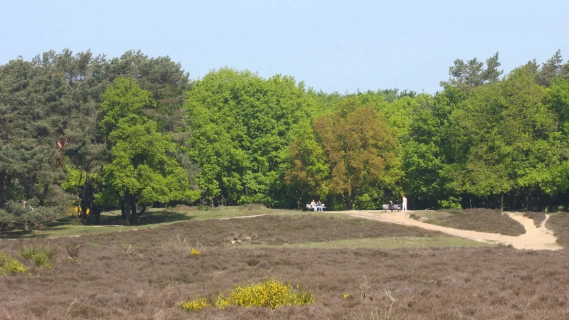 Tafelbergheide: gratis themacafé over hoogste punt van het Gooi