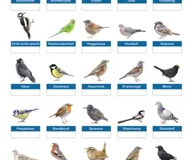 Nationale vogeltelling