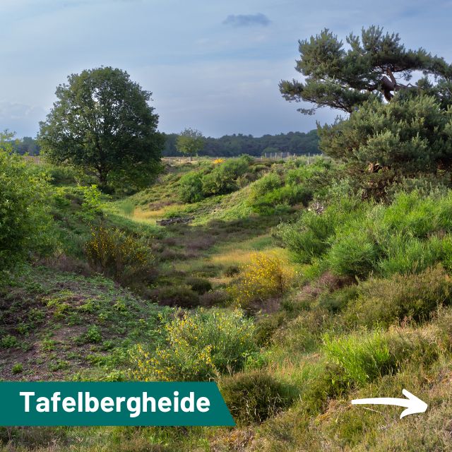 Tafelbergheide