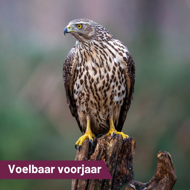 Het voorjaar wordt nu toch echt hoor- en voelbaar.