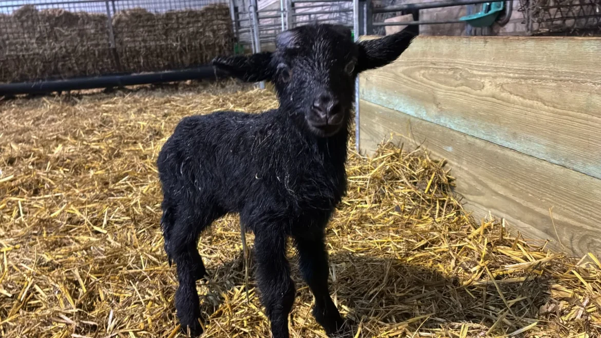 Lammerseizoen officieel van start: eerste lammetje geboren in Laren