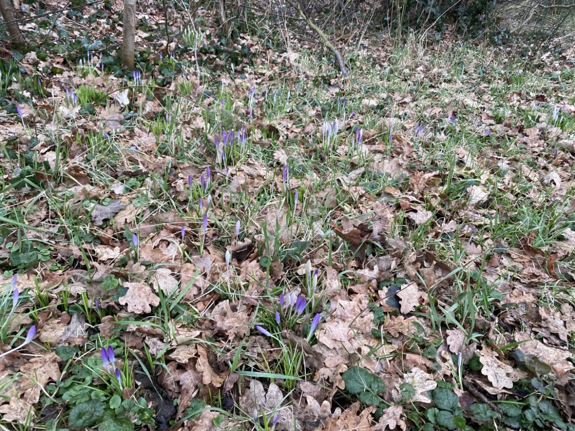 Lente in aantocht; komende week mogelijk 18 graden?