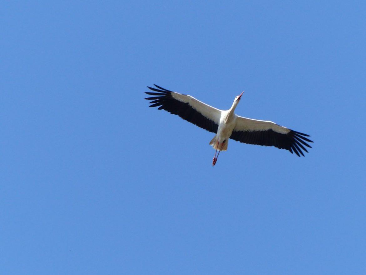 Themacafé: De ooievaar, het ware verhaal achter deze grote en opvallende vogel