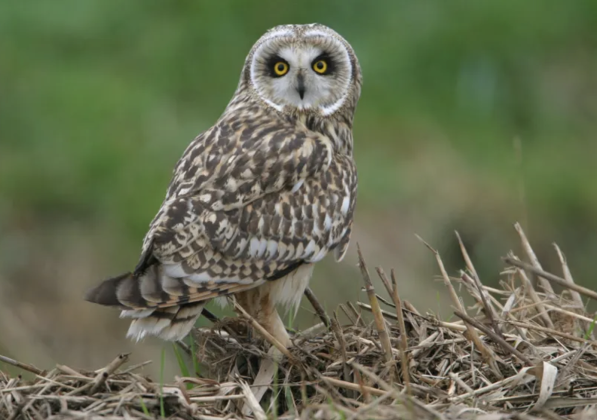 Overlast door vogeltoerisme loopt uit de hand in de Eempolder: gemeente Bunschoten grijpt nu in