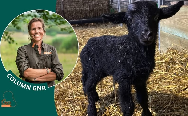 Lammetjes! …column Mirjam de Hiep