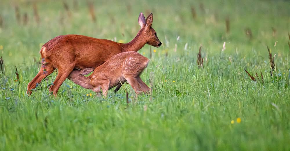 IVN viert 60-jarig jubileum met fotowedstrijd ‘Lente in het Gooi’
