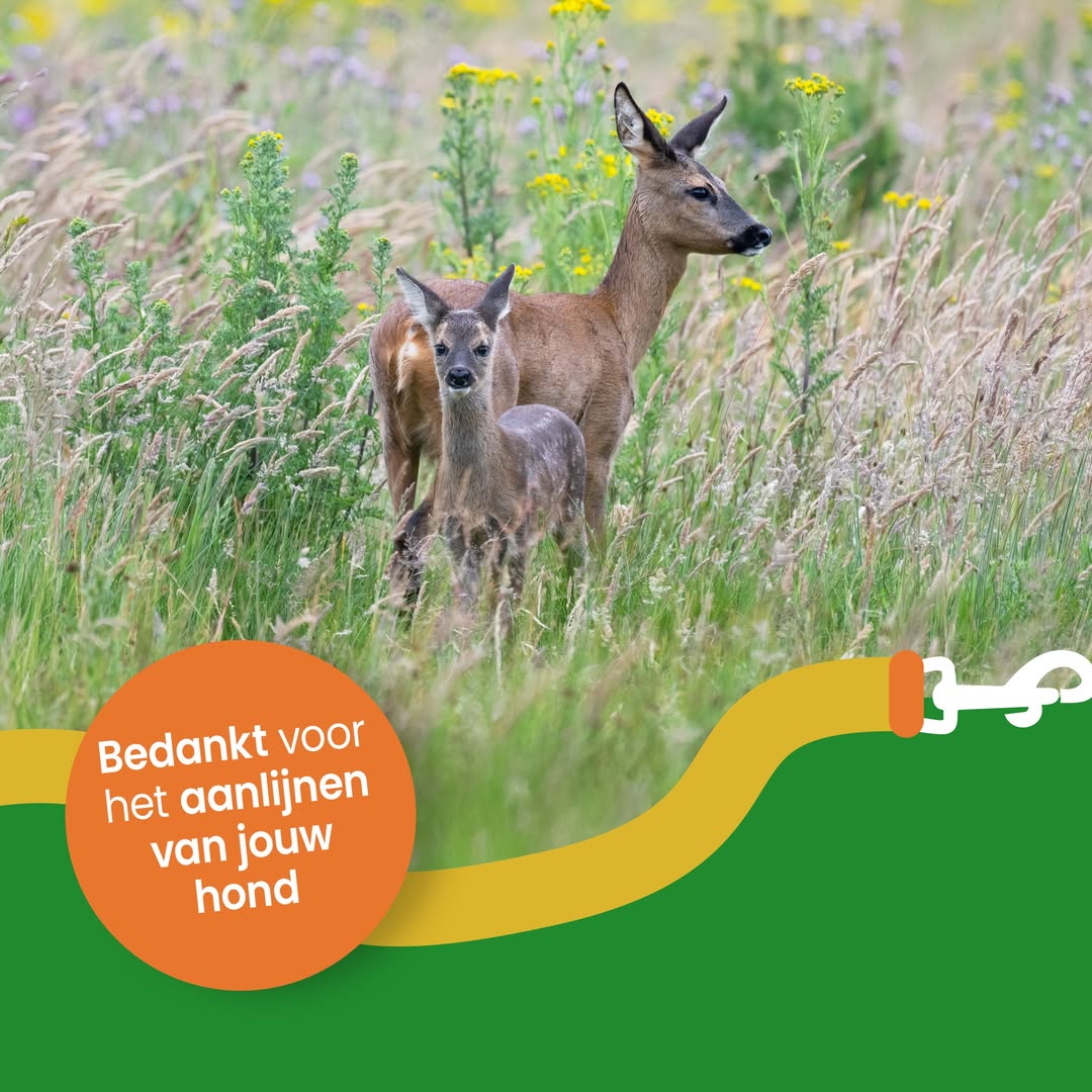 Het is lente! Het broedseizoen is begonnen.