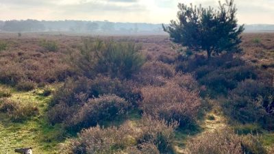 Ga vrijdagmiddag 20 maart om 13:30 uur mee op een reis door de tijd en ervaar de Zuiderheide ‘door een heel andere bril’!