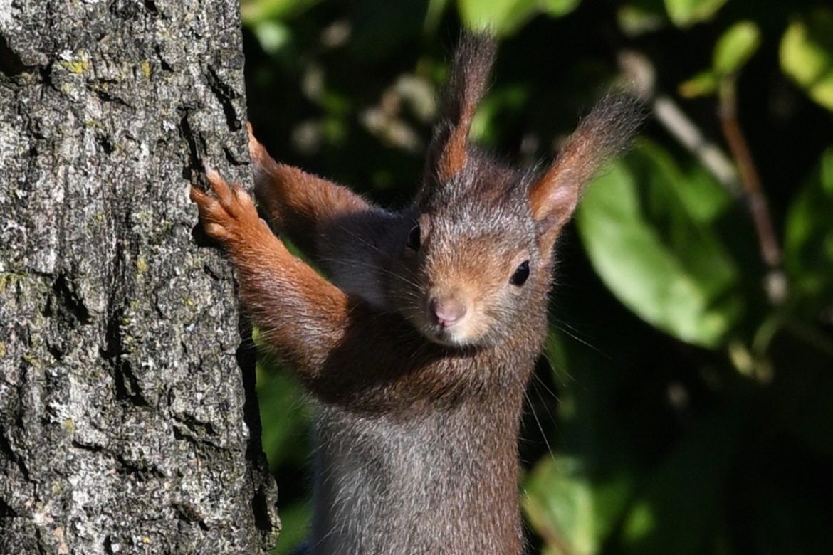 Gewoon even rondlopen in Laren