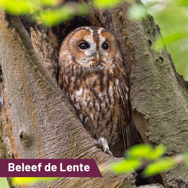 Beleef de lente