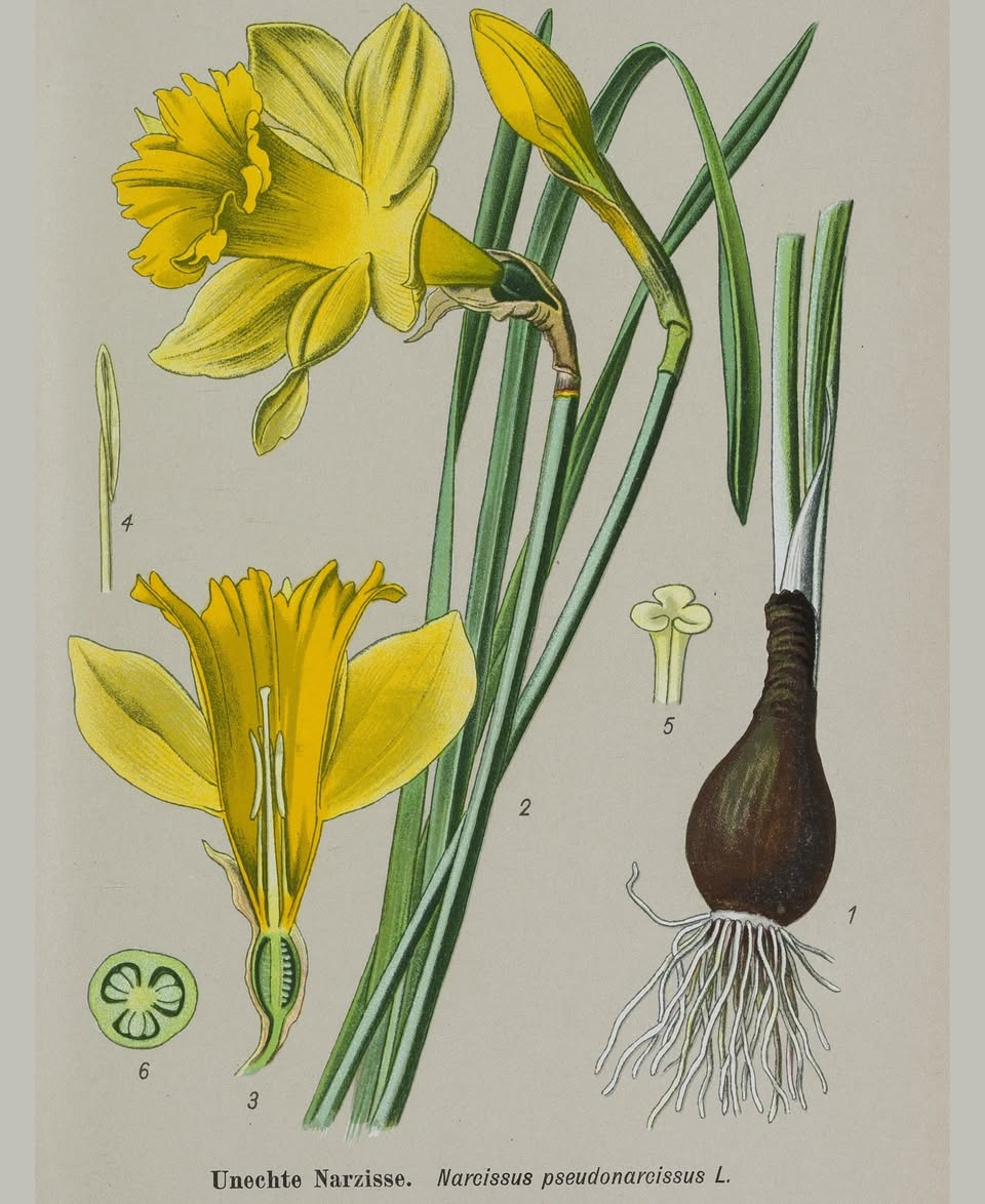 De astronomische lente is begonnen!