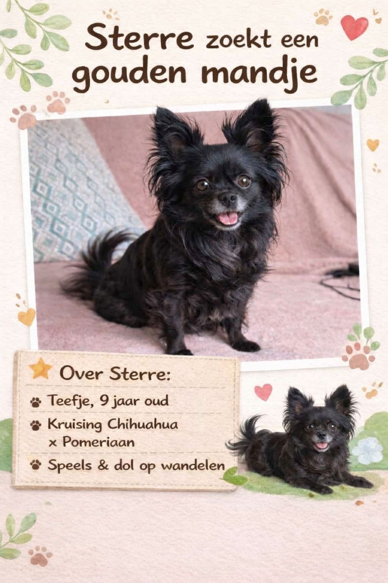 Sterre zoekt een gouden mandje