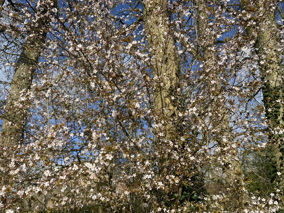 Vacatures Versa Vrijwilligerscentrale Blaricum, Eemnes en Laren (BEL)