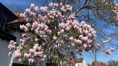 Woensdag:2130x bekeken +Top 10 meest gelezen berichten