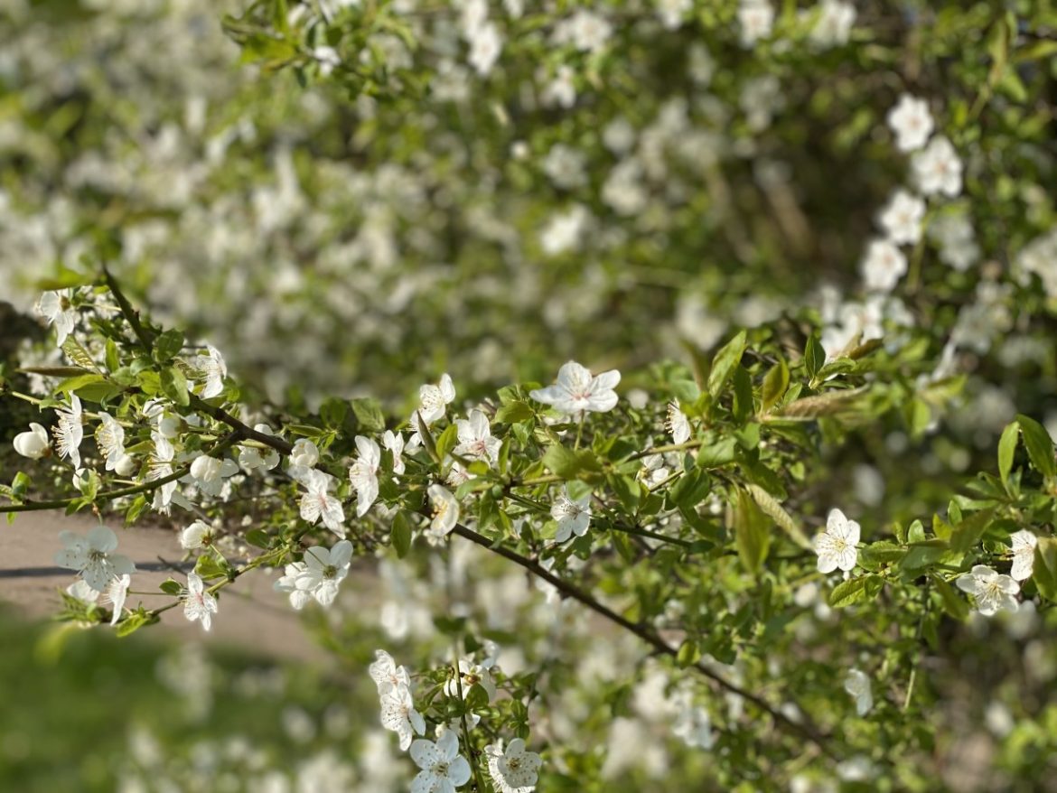 Dinsdag: 2443x bekeken +Top 10 meest gelezen berichten