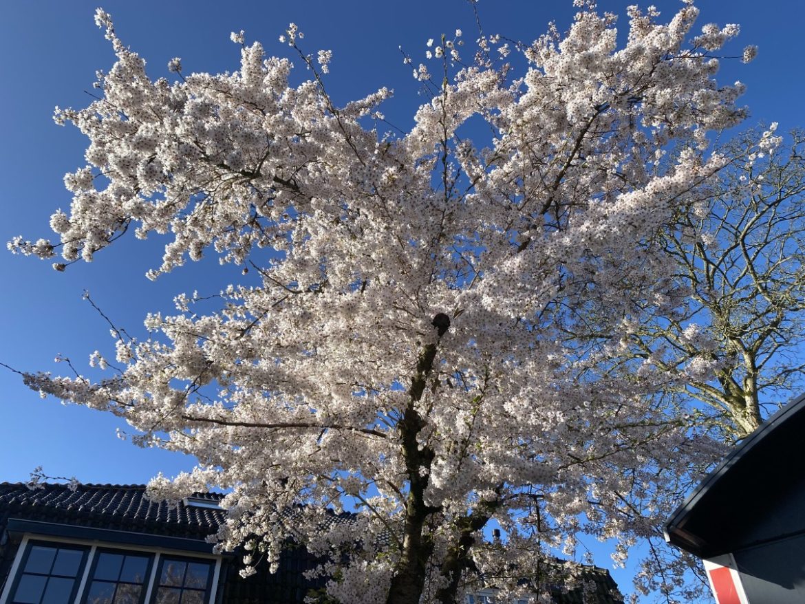 Zondag:1919x bekeken +Top 10 meest gelezen berichten