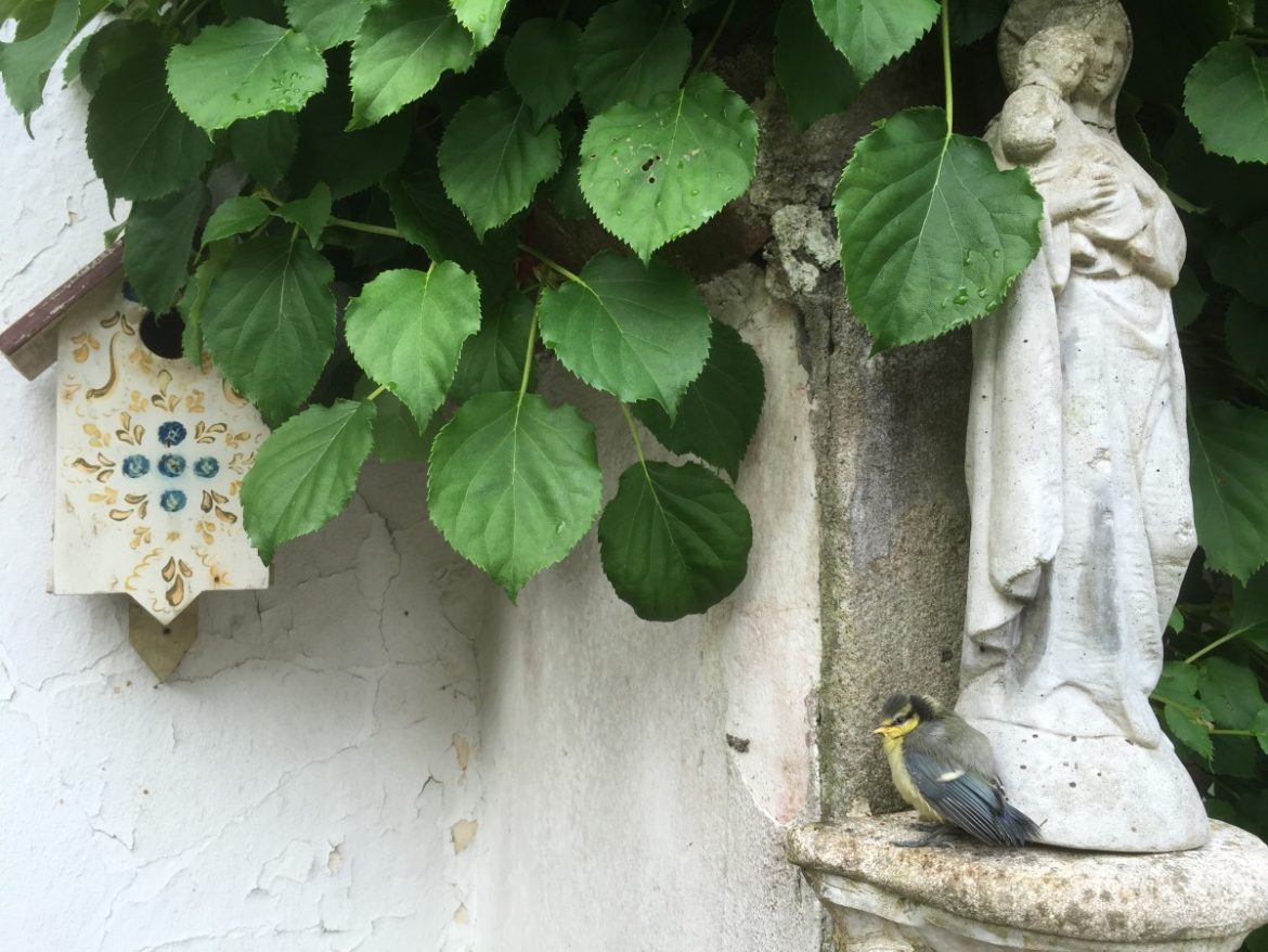 Jubilerend IVN houdt fotowedstrijd ’Lente in het Gooi’ voor natuurliefhebbers