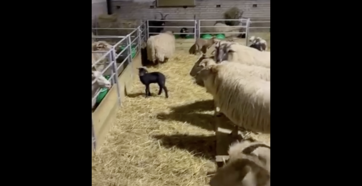 Crèche’ voor lammetjes en geitjes geopend