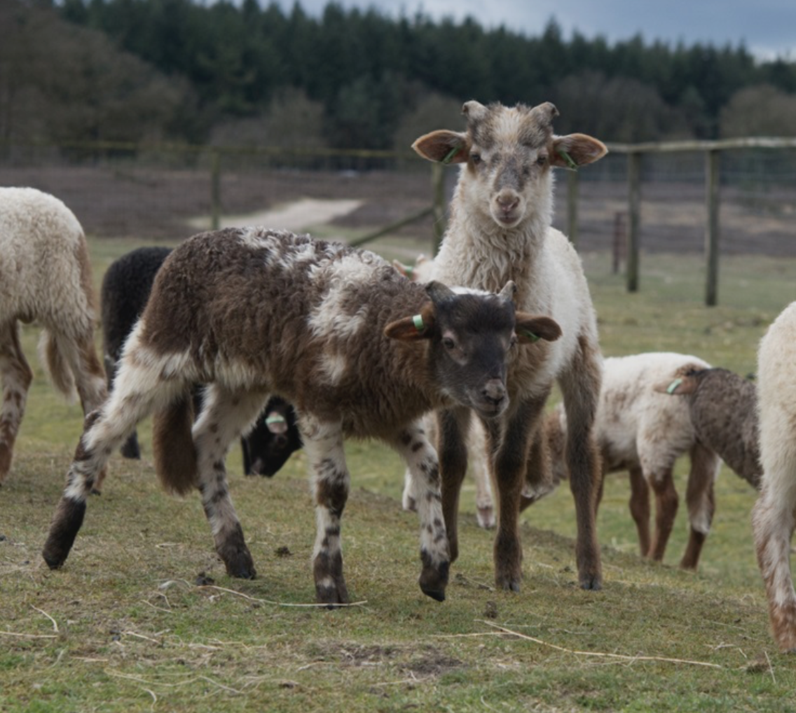 Tientallen Larense lammetjes!
