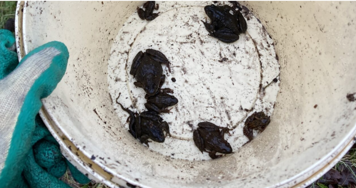 Vrijwilligers helpen amfibieën veilig oversteken