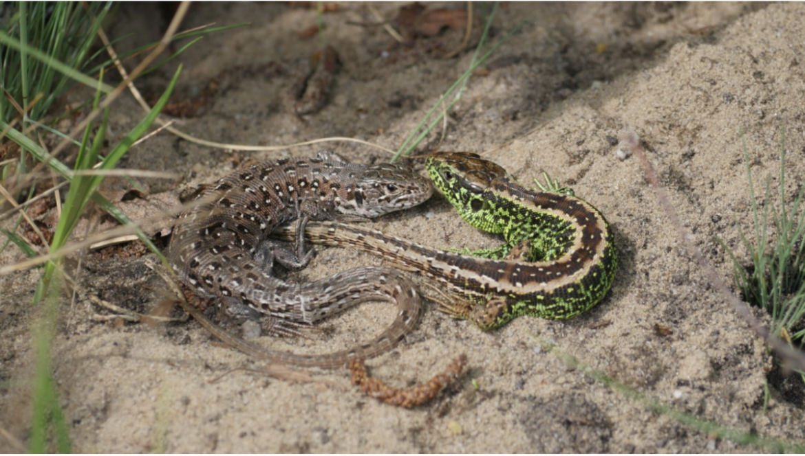 GNR vervangt koeien door schapen ter bescheming zand hagedis