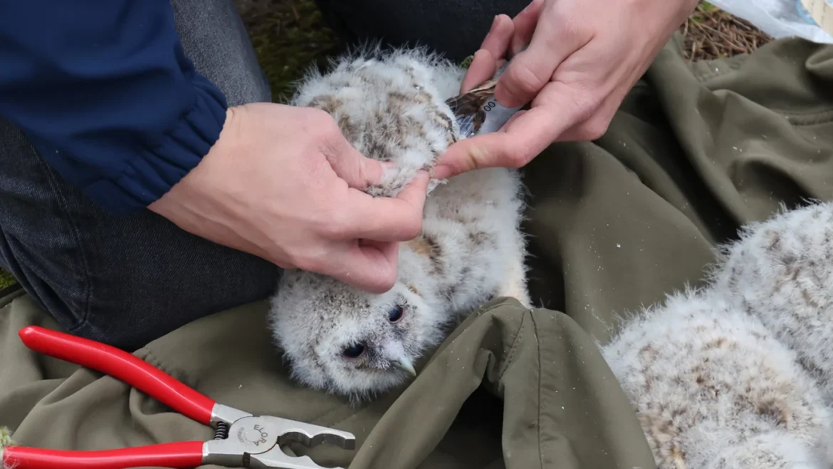 Vrijwilligers ringen jonge bosuilen in Laren: ‘Verliep niet zonder ongelukjes’