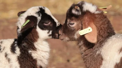 Grazende lammetjes en kilo’s paaseitjes: Lentefeest slaagt