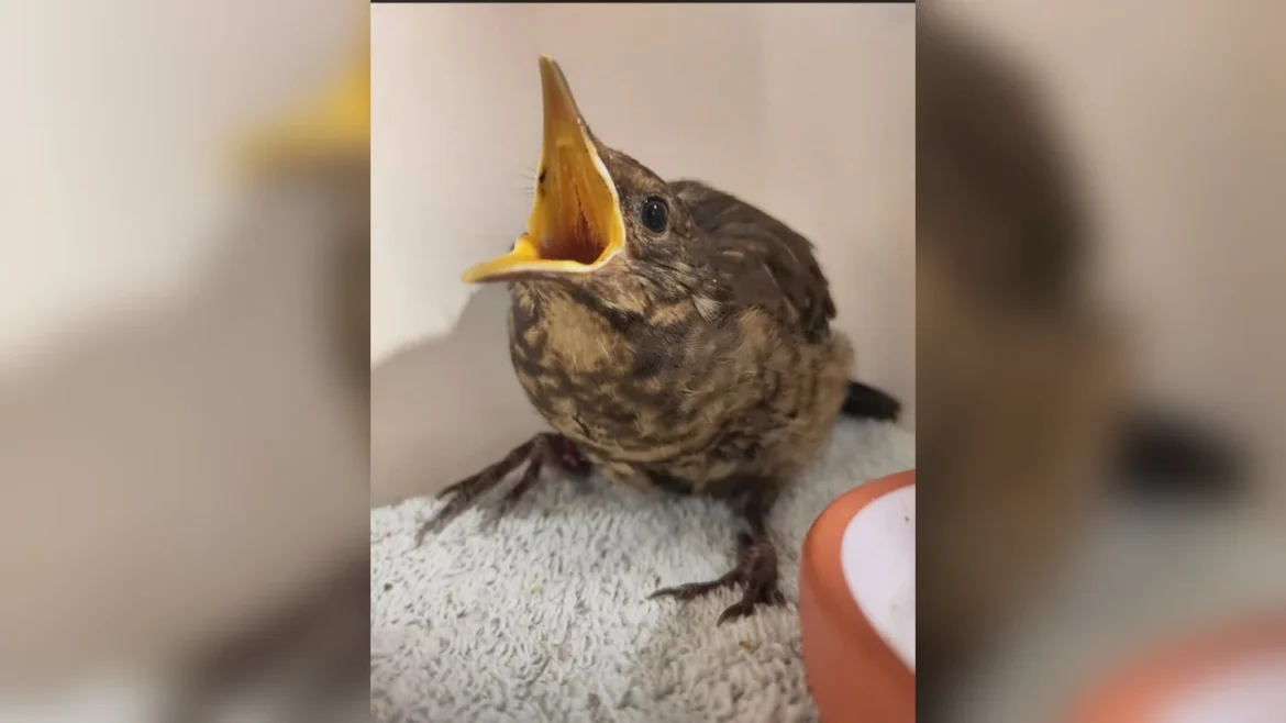 Eerste jonge merel luidt drukte van vogelopvangseizoen in