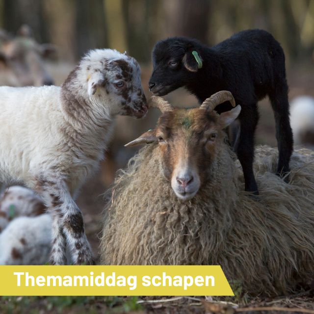 Themamiddag Schaapskooi